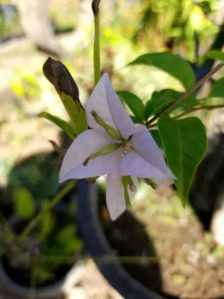 Kağıt çiçek (bougainvillea spectabilis) beyaz renk