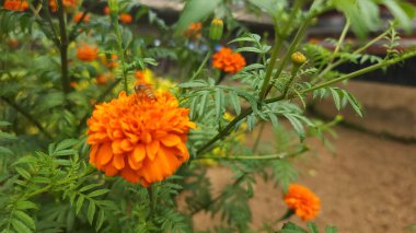 Turuncu Tagetes çiçeklerinin yuvarlak ve katı bir şekli vardır.