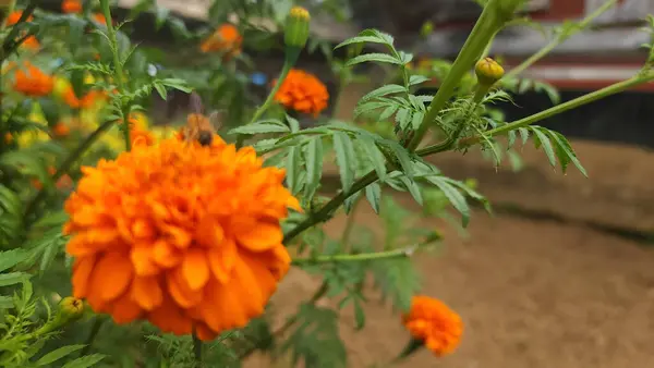 Turuncu Tagetes çiçeklerinin yuvarlak ve katı bir şekli vardır.