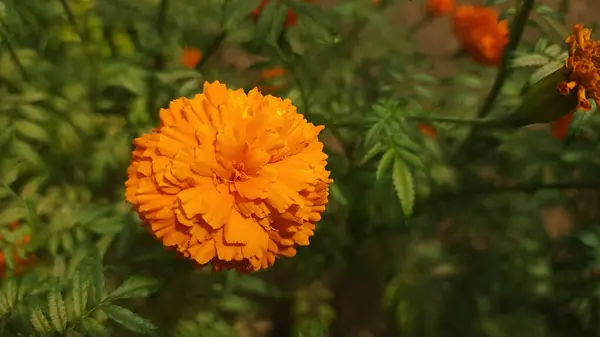 Turuncu Tagetes çiçeklerinin yuvarlak ve katı bir şekli vardır.