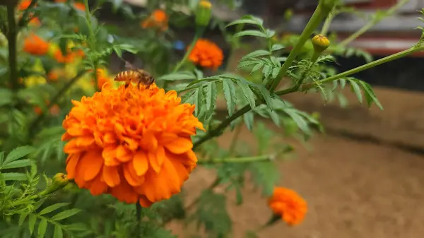 Turuncu Tagetes çiçeklerinin yuvarlak ve katı bir şekli vardır.