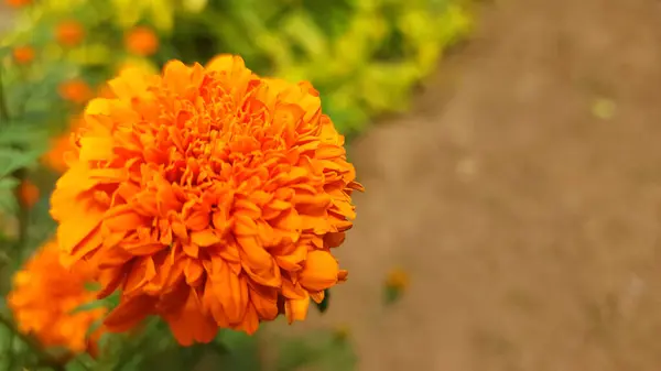 Turuncu Tagetes çiçeklerinin yuvarlak ve katı bir şekli vardır.