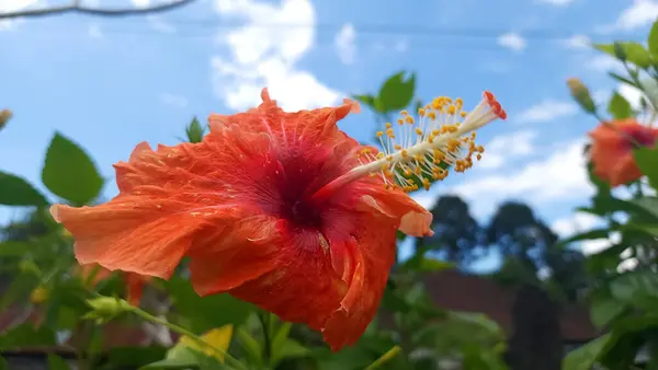 Büyüleyici kırmızı Hibiscus 'un İmparatorluk Ejderi' çiçeği