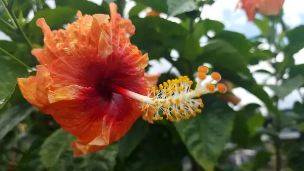 Büyüleyici kırmızı Hibiscus 'un İmparatorluk Ejderi' çiçeği