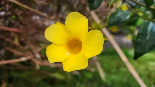 Allamanda katarika çiçeği ya da sarı trompet çiçeği