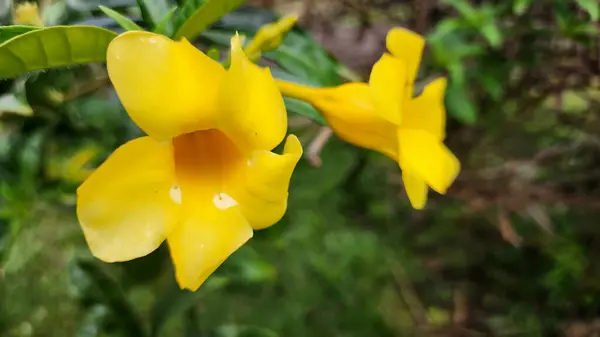 Allamanda katarika çiçeği ya da sarı trompet çiçeği