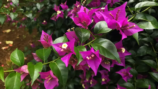 Pembe Bougainvillea glabra çiçeği veya kağıt çiçek