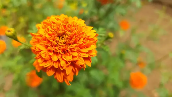 Turuncu Tagetes çiçeklerinin yuvarlak ve katı bir şekli vardır.