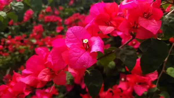 Pembe Bougainvillea glabra çiçeği veya kağıt çiçek