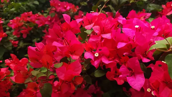 Pembe Bougainvillea glabra çiçeği veya kağıt çiçek