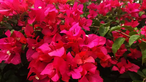 Pembe Bougainvillea glabra çiçeği veya kağıt çiçek