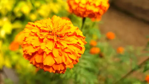 Turuncu Tagetes çiçeklerinin yuvarlak ve katı bir şekli vardır.