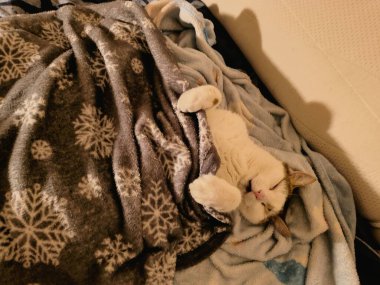 Battaniyeyle uyuyan kedi 