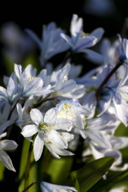 Yağmur damlalı beyaz bahar çiçekleri