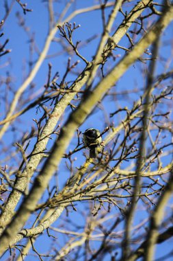 little tit in the branches of a tree against the background of the blue sky