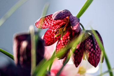 Fritillaria çiçeği salama benziyor.