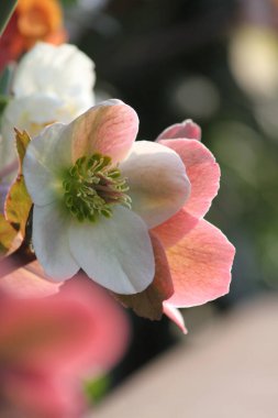 Bahar parkında parlak ve narin çiçekler