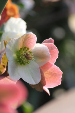 Bahar parkında parlak ve narin çiçekler
