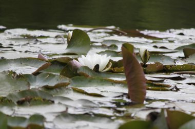 Gölette güzel nilüfer çiçeği