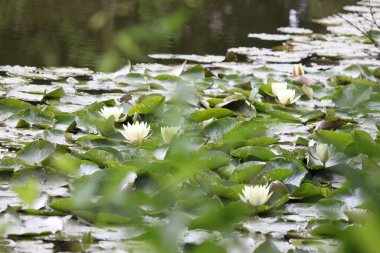 Göletteki lotus.