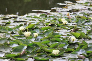 Gölette nilüfer çiçeği