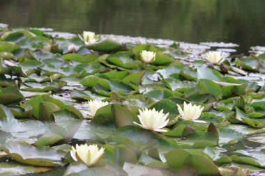 Doğadaki gölde beyaz nilüfer çiçeği.
