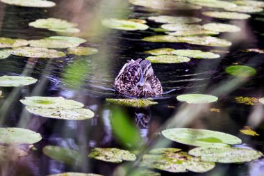 Göldeki güzel bir ördeğin yakın plan fotoğrafı.
