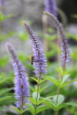 Bahçedeki güzel çiçekler