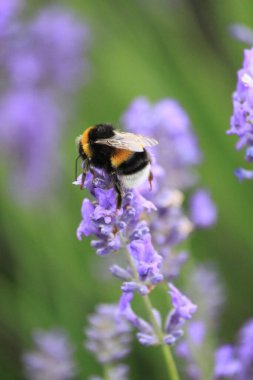 Çiçekteki yaban arısı