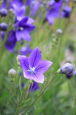 Bahçedeki güzel çiçekler