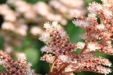 Bahçedeki güzel çiçekleri kapat.