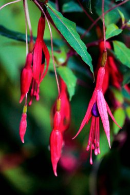 Güzel botanik fotoğrafı, doğal duvar kağıdı.