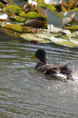 Göldeki yaban ördeği