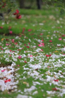 Gül yapraklarıyla güzel bir manzara