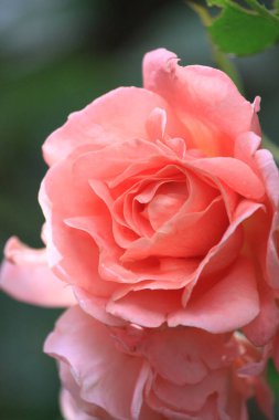 Bahçede güzel pembe bir gül