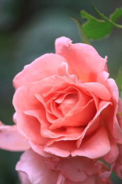 Bahçede güzel bir gül