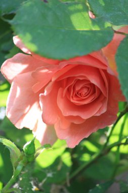 Bahçede güzel kırmızı güller