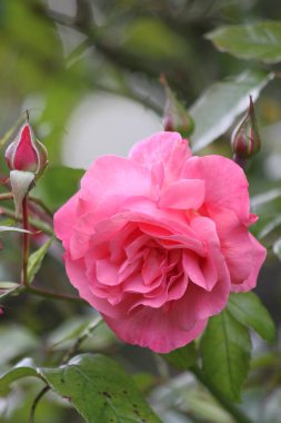 Bahçede güzel pembe bir gül