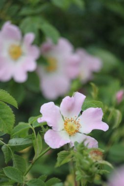 Bahçedeki güzel çiçekler