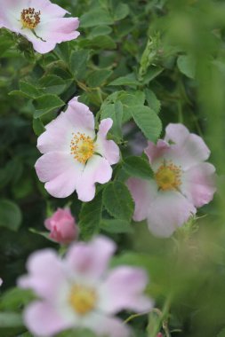 Bahçedeki güzel çiçekler