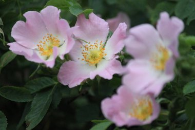 Bahçede güzel pembe bir gül