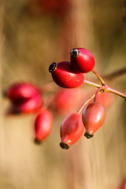 Kırmızı ve beyaz kuşüzümlü kuşüzümüne yakın.
