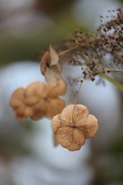 Güzel botanik fotoğrafı, doğal duvar kağıdı.