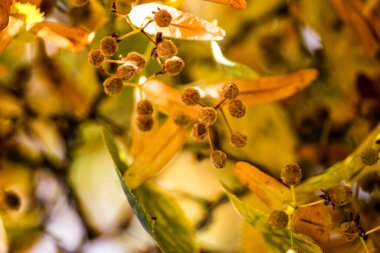 Sonbahar yaprakları ve ıhlamur meyveleri