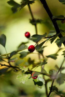 Çalının dallarında olgunlaşmış meyveler