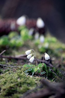 Ormanda beyaz bahar çiçekleri