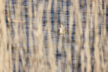 Su ve kuşlarla bulanık arkaplan