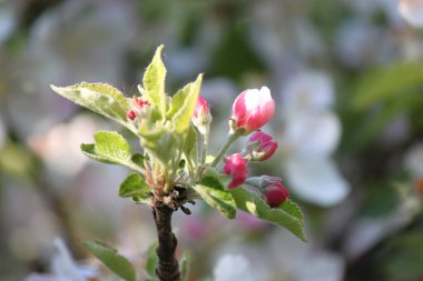 Güzel pembe elma ağacı çiçekleri 