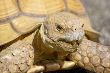 Close up photograph of an African spurred tortoise showing head and shell with eye detail.