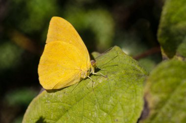  Cloudless Sulphur Phoebis sennae butterfly green leaf blurred background space for copy.